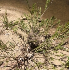 Callistemon sieberi at Burra, NSW - 4 Feb 2018 11:13 AM