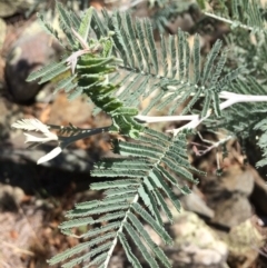 Acacia dealbata at Burra, NSW - 4 Feb 2018