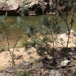 Acacia dealbata at Burra, NSW - 4 Feb 2018