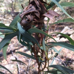 Acacia falciformis at Burra, NSW - 4 Feb 2018