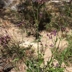 Verbena sp. at Burra, NSW - 4 Feb 2018 12:03 PM