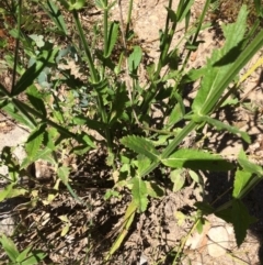 Verbena sp. at Burra, NSW - 4 Feb 2018 12:03 PM