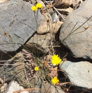 Hypochaeris radicata at Burra, NSW - 4 Feb 2018 11:25 AM