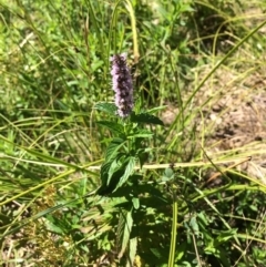 Mentha x piperita (Peppermint) at Burra, NSW - 3 Feb 2018 by alex_watt