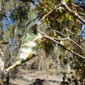 Dichocrocis clytusalis at Jerrabomberra, ACT - 4 Feb 2018