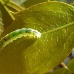 Dichocrocis clytusalis at Jerrabomberra, ACT - 4 Feb 2018