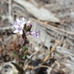 Mentha diemenica (Wild Mint, Slender Mint) at O'Malley, ACT - 3 Feb 2018 by Mike