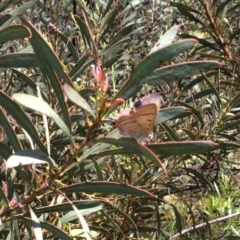 Jalmenus ictinus (Stencilled Hairstreak) at Belconnen, ACT - 18 Dec 2016 by KMcCue