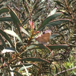 Jalmenus ictinus at Belconnen, ACT - 18 Dec 2016