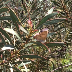 Jalmenus ictinus at Belconnen, ACT - 18 Dec 2016 11:25 AM