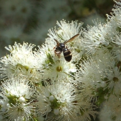 Lasioglossum (Australictus) peraustrale (Halictid bee) at Aranda, ACT - 2 Dec 2016 by KMcCue