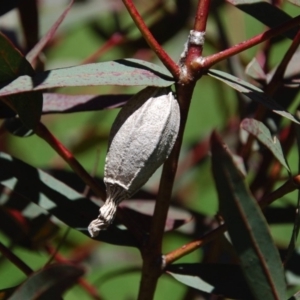 Hyalarcta nigrescens at Aranda, ACT - 31 Oct 2016