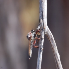 Neoaratus hercules (Herculean Robber Fly) at Aranda Bushland - 20 Mar 2015 by KMcCue