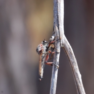 Neoaratus hercules at Belconnen, ACT - 20 Mar 2015