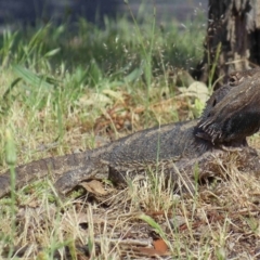 Pogona barbata (Eastern Bearded Dragon) at Mount Clear, ACT - 24 Oct 2014 by KMcCue