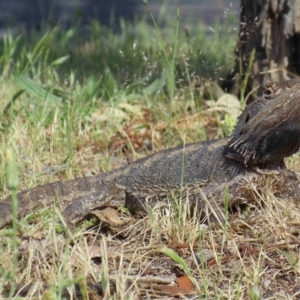 Pogona barbata at Mount Clear, ACT - suppressed