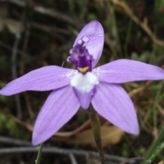 Glossodia major (Wax Lip Orchid) at Cotter River, ACT - 21 Oct 2014 by KMcCue