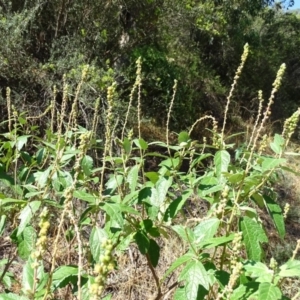 Adriana tomentosa var. tomentosa at Stromlo, ACT - 30 Jan 2018