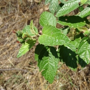 Adriana tomentosa var. tomentosa at Stromlo, ACT - 30 Jan 2018