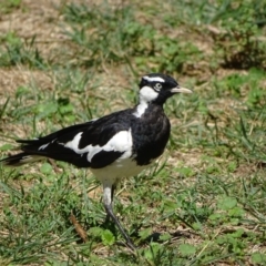 Grallina cyanoleuca (Magpie-lark) at Stromlo, ACT - 29 Jan 2018 by Mike