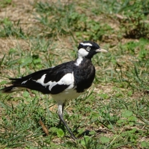 Grallina cyanoleuca at Stromlo, ACT - 30 Jan 2018