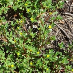 Portulaca oleracea (Munyeroo ,Pigweed, Purslane) at Stromlo, ACT - 30 Jan 2018 by Mike