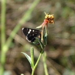 Phalaenoides tristifica (Willow-herb Day-moth) at Stony Creek - 29 Jan 2018 by Mike