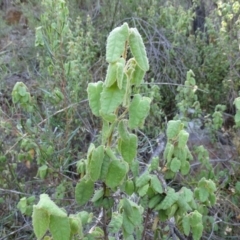 Correa reflexa var. reflexa (Common Correa, Native Fuchsia) at Stony Creek - 30 Jan 2018 by Mike