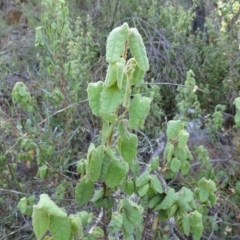 Correa reflexa var. reflexa (Common Correa, Native Fuchsia) at Stony Creek - 29 Jan 2018 by Mike