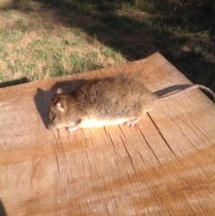 Rattus rattus (Black Rat) at Yarralumla, ACT - 5 Feb 2018 by Kangus