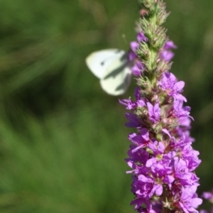 Pieris rapae at Stromlo, ACT - 30 Jan 2018