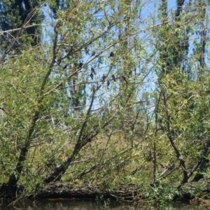 Hirundo neoxena at Campbell, ACT - 19 Jan 2018