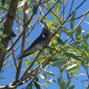 Hirundo neoxena at Campbell, ACT - 19 Jan 2018