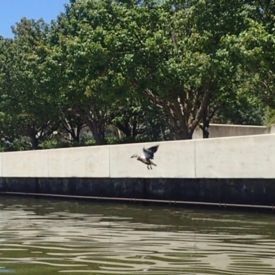 Anas platyrhynchos x superciliosa (Pacific Black Duck X Mallard (Hybrid)) at Lake Burley Griffin Central/East - 19 Jan 2018 by jbromilow50