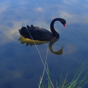 Cygnus atratus at Acton, ACT - 19 Jan 2018