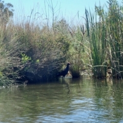 Porphyrio melanotus (Australasian Swamphen) at Yarralumla, ACT - 18 Jan 2018 by jbromilow50