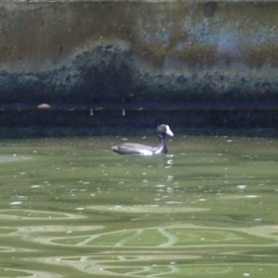 Fulica atra (Eurasian Coot) at Lake Burley Griffin Central/East - 19 Jan 2018 by jbromilow50