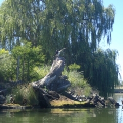 Anhinga novaehollandiae at Parkes, ACT - 19 Jan 2018