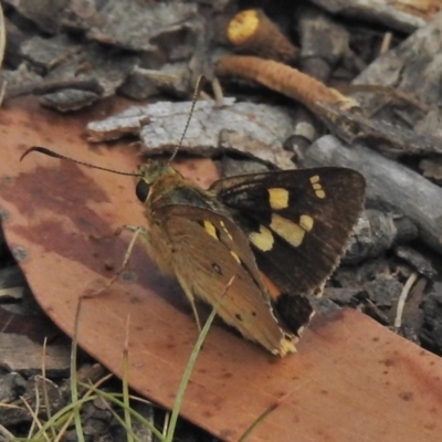 Trapezites eliena (Orange Ochre) at Cotter River, ACT - 4 Feb 2018 by JohnBundock