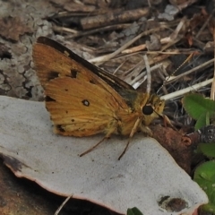 Trapezites eliena at Cotter River, ACT - 4 Feb 2018