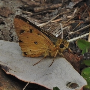 Trapezites eliena at Cotter River, ACT - 4 Feb 2018