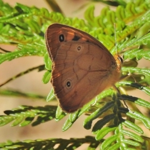 Heteronympha penelope at Paddys River, ACT - 5 Feb 2018