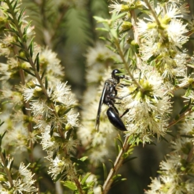 Sphecinae sp. (subfamily) (Unidentified Sand or Digger wasp) at Acton, ACT - 4 Feb 2018 by Qwerty