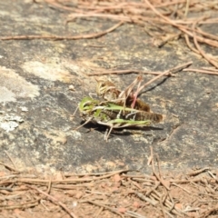 Gastrimargus musicus (Yellow-winged Locust or Grasshopper) at Mount Majura - 5 Feb 2018 by Qwerty