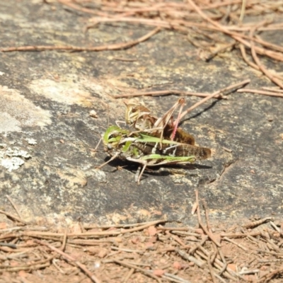 Gastrimargus musicus (Yellow-winged Locust or Grasshopper) at Hackett, ACT - 5 Feb 2018 by Qwerty