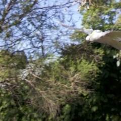 Cacatua galerita (Sulphur-crested Cockatoo) at Ainslie, ACT - 4 Feb 2018 by jbromilow50