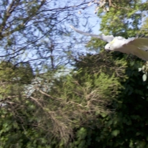 Cacatua galerita at Ainslie, ACT - 5 Feb 2018 09:38 AM