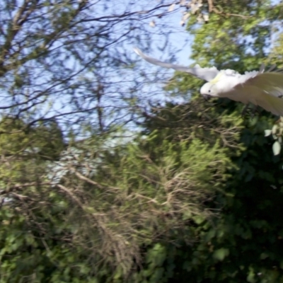 Cacatua galerita (Sulphur-crested Cockatoo) at Ainslie, ACT - 4 Feb 2018 by jbromilow50