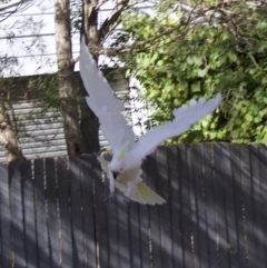 Cacatua galerita at Ainslie, ACT - 5 Feb 2018 09:38 AM