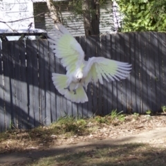 Cacatua galerita at Ainslie, ACT - 5 Feb 2018 09:38 AM